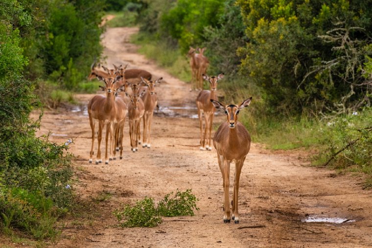 106 Port Elizabeth, Pumba Private Game Reserve, Zuid-Afrika.jpg